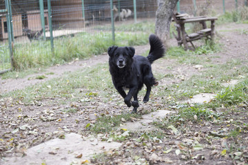 old black dog in a shelter 