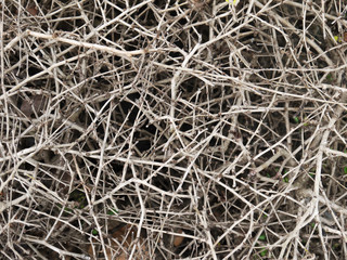 dry bush