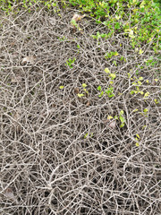 dry bush