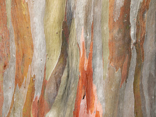 Colorful abstract pattern of old Eucalyptus tree bark - obrazy, fototapety, plakaty