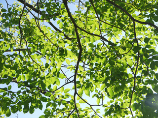 lush foliage of the trees against the sky