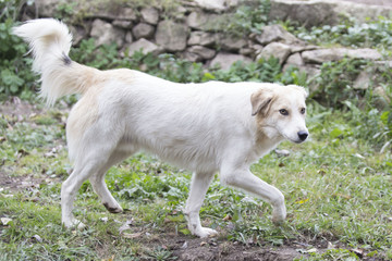 Beautiful white dog 