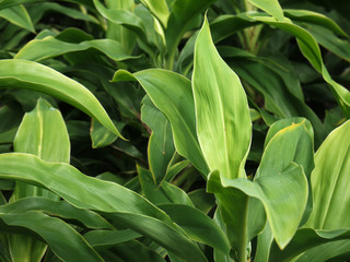 Green leave cordyline(Cordyline terminalis cv. tricolor)