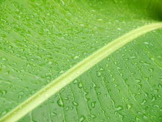 macro Water droplets on banana leaf