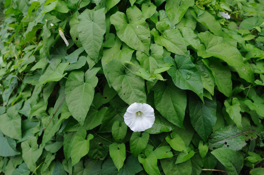echte zaunwinde - hedge bindweed,
