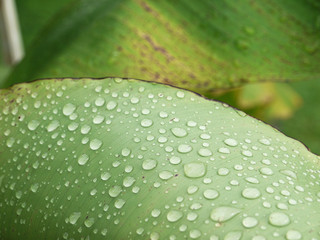 macro Water droplets on banana leaf
