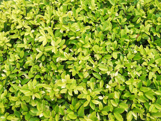 Fototapeta na wymiar green leaf bush