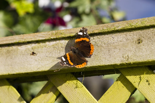 Red Admiral butterfly in unseasonal warm sunshine late November
