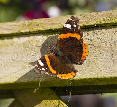 Red Admiral butterfly in unseasonal warm sunshine late November