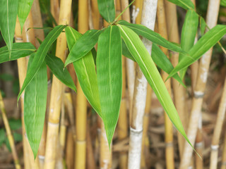Fototapeta na wymiar closeup bamboo leaf in garden