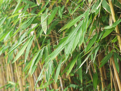 closeup bamboo leaf in garden