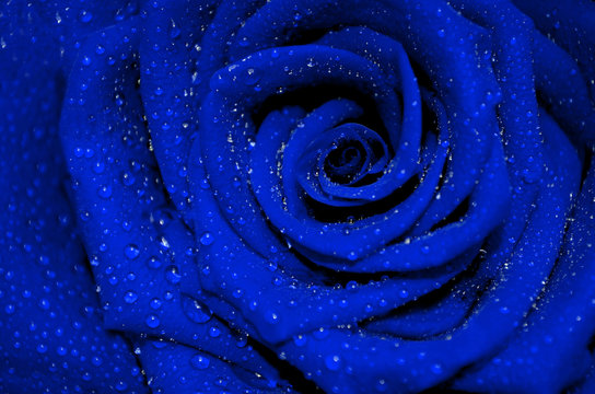 blue rose with rain droplets