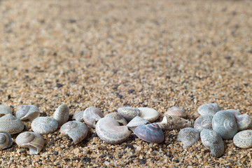 seashells in the sand