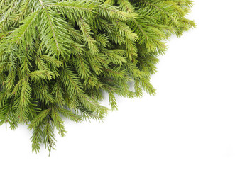 fir branches isolated