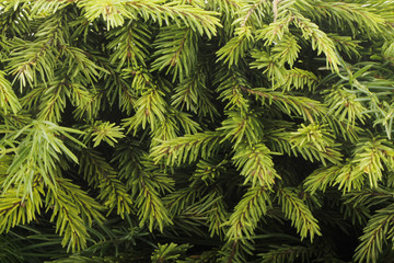 Fototapeta premium fir background