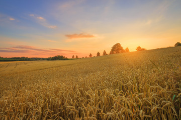 The Czech countryside. Wheat field at sunset.