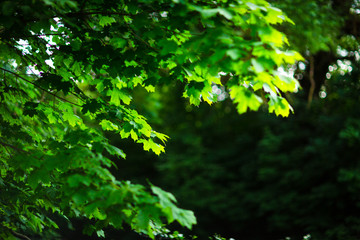 Fototapeta premium nature green forest