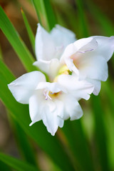 Closeup of White Gladiolus Flowers