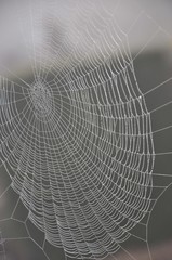 Spinnenweben, ein schönes, großes Spinnennetz und nebliger Morgen