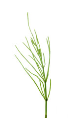 horsetail on a white background