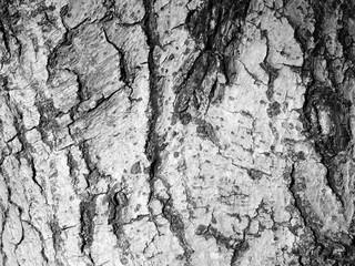 crack on gray tree bark texture