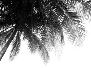 Papier peint Palmier belle feuille de palmiers sur fond blanc