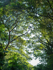 Tree branches and leaves background in sunlight