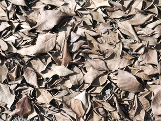 Brown fallen leaf laying on the ground