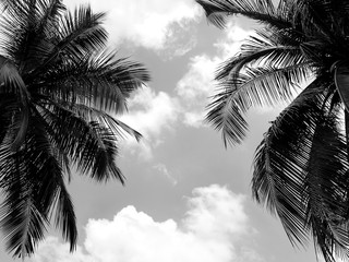 Fototapeta na wymiar Coconut palm tree silhouette