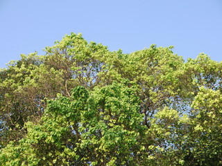 Fototapeta na wymiar Bodhi banyan tree with flourish foliage in azure sky
