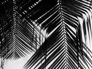beautiful palms leaf on white background