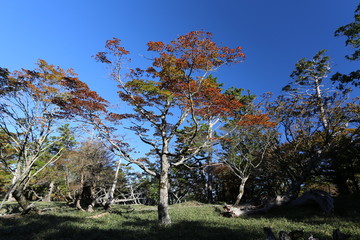 大台ケ原の秋