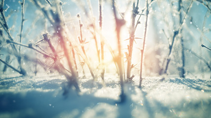 Spiky plants and snowfall