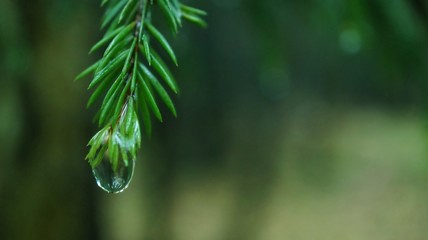 ВЕТКА ЕЛИ,КАПЛЯ ДОЖДЯ.ЗЕЛЕНЫЙ ФОН,ПРИРОДА