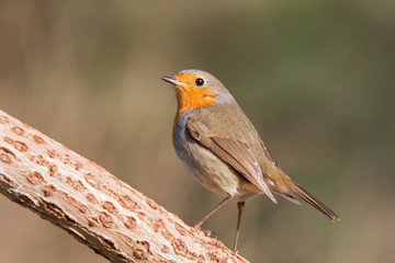 Rotkehlchen auf umgestürzten Baumstamm.