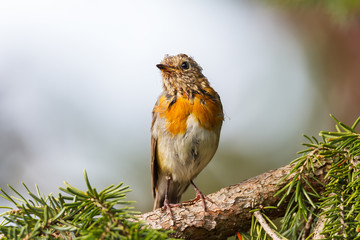 Junges Rotkehlchen im Wald während des Wechsel vom Gefieder