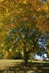 Herbstlicher farbige Baum 