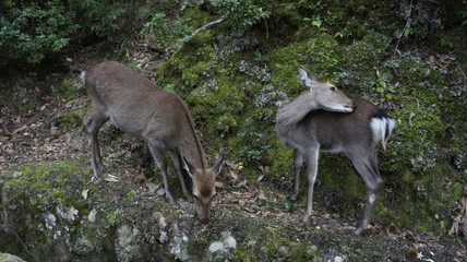 Naklejka na ściany i meble 2 deer living in Miyajima