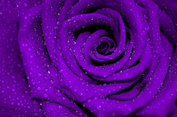 purple rose with rain droplets - obrazy, fototapety, plakaty