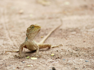 Lizard on the ground