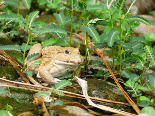 frog in nature