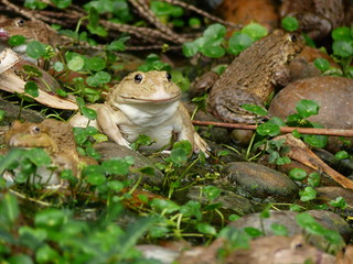 frog in nature