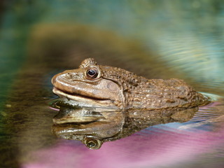 frog in nature