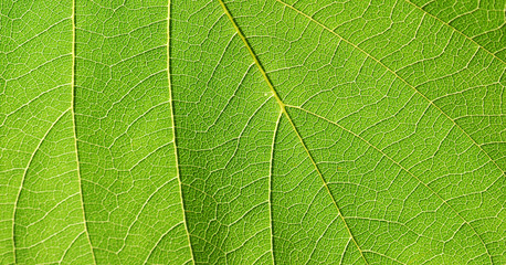 Fototapeta na wymiar leaf texture ( Bastard Teak, Bengal Kino, Kino Tree, Flame of the Forest )
