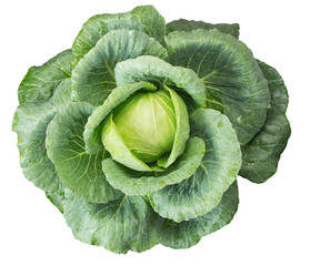 Obraz premium Top view of cabbage on white