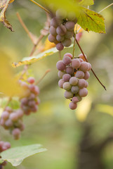 Bunch of ripe grapes on the vine