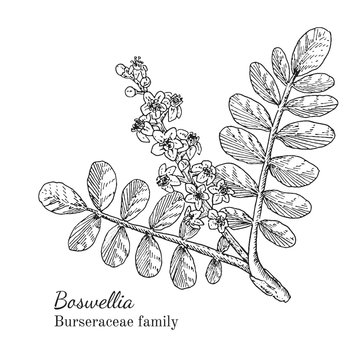 Ink boswellia herbal illustration. Hand drawn botanical sketch style. Absolutely vector. Good for using in packaging - tea, condinent, oil etc - and other applications