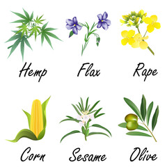 Set of plants, used for vegetable oil production (corn, olive, flax, sesame, rapeseed, hemp). Hand drawn vector illustration on white background.