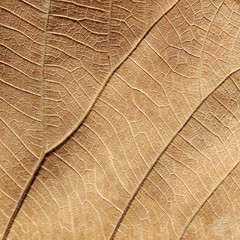 dry brown leaf texture