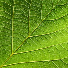 leaf texture